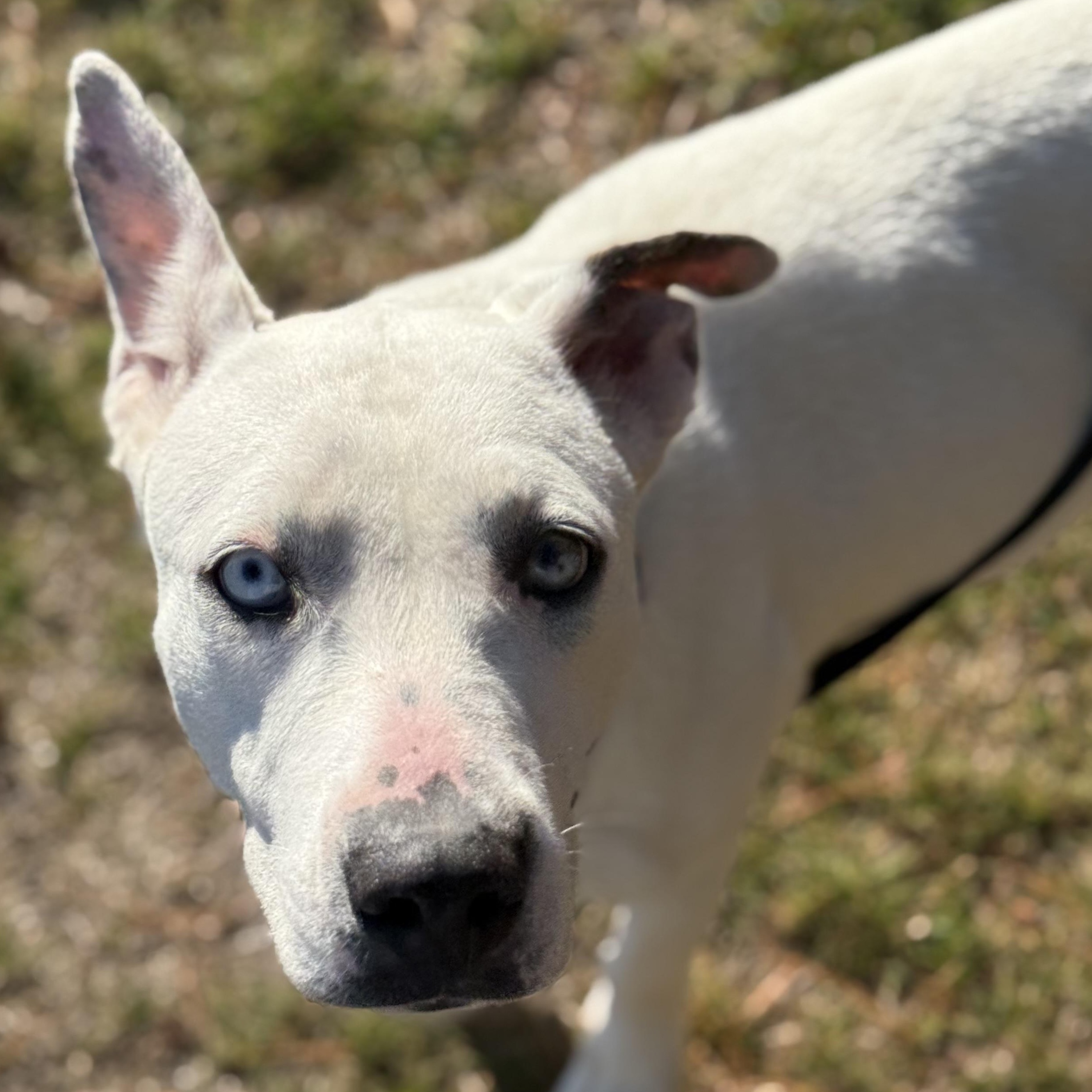 Callie, Adoptable, Young Female Dalmatian & Catahoula Leopard Dog.