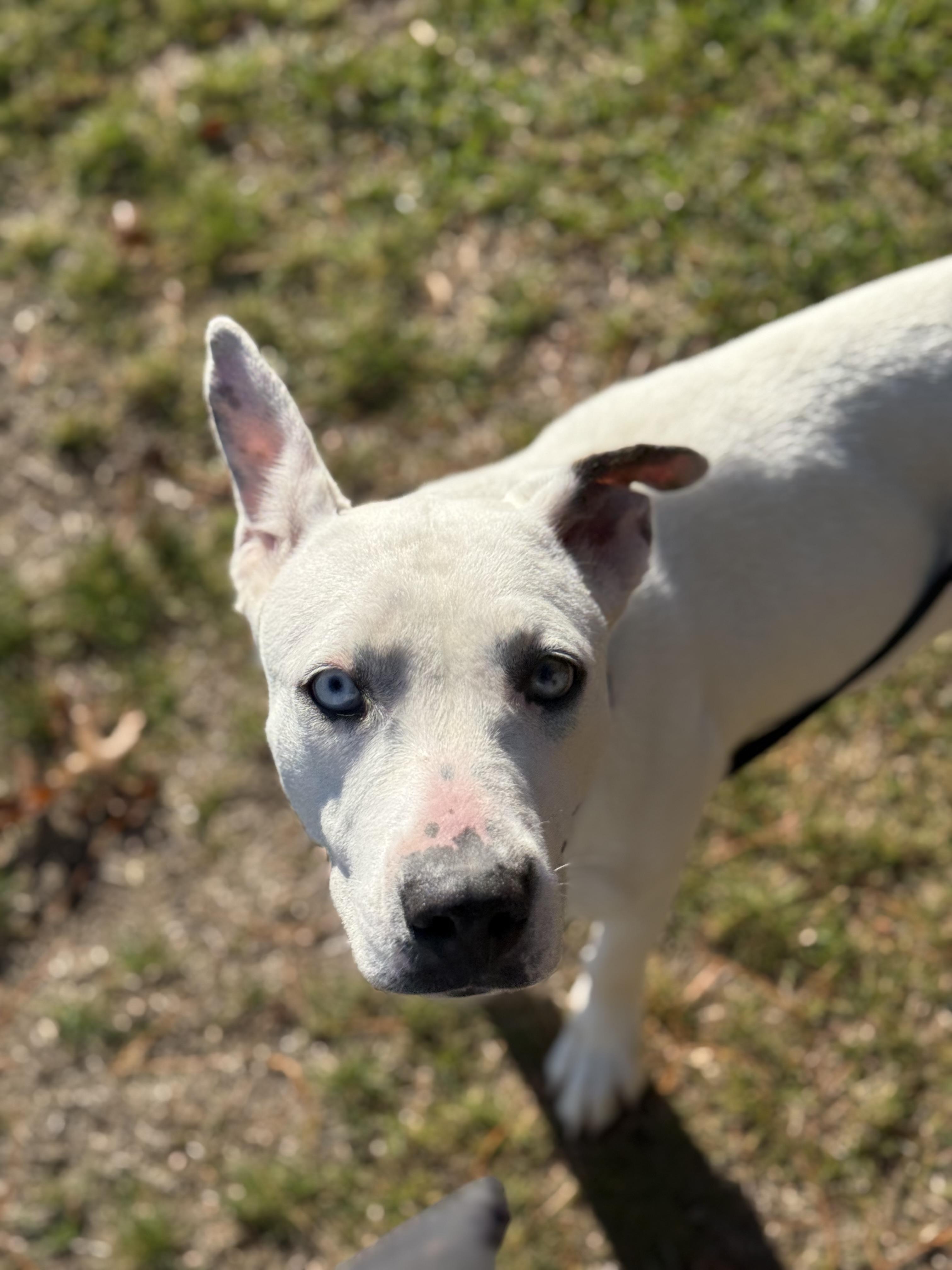 Enlarge Callie, a Adoptable mixed breed in Carver, MA image 2/5