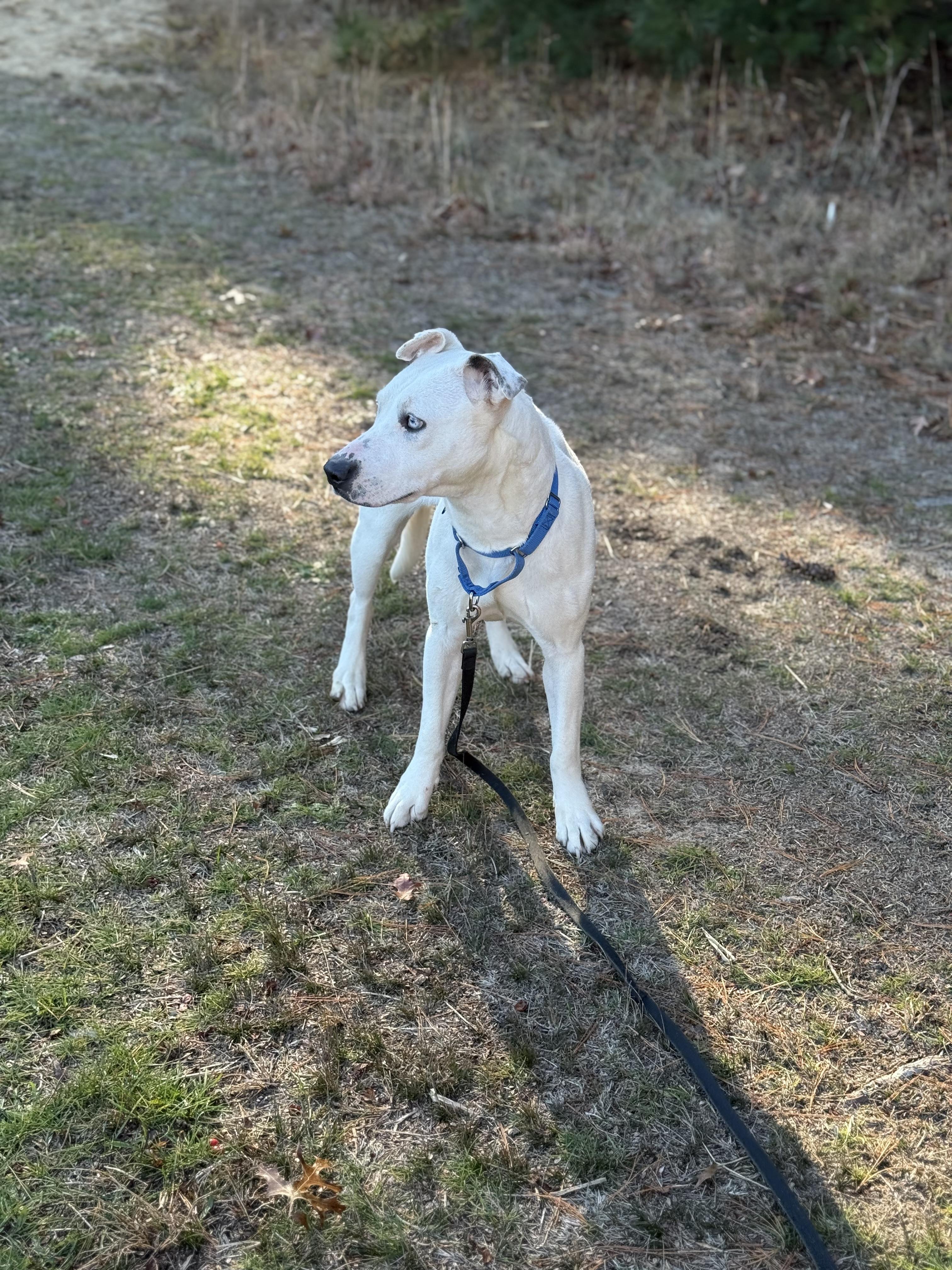 Enlarge Callie, a Adoptable mixed breed in Carver, MA image 5/5
