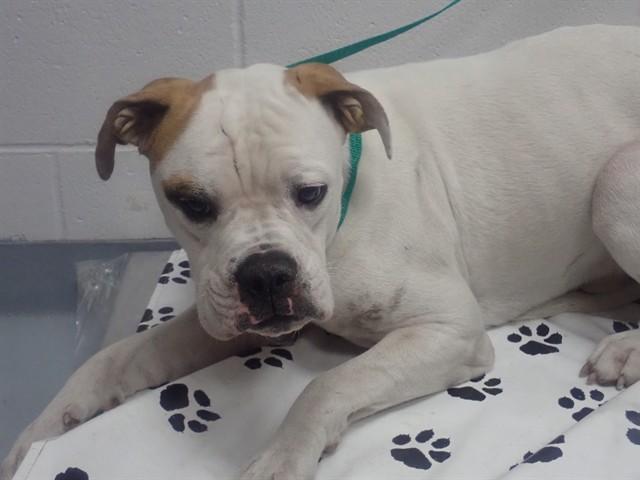 Enlarge PRINGLES, a Adoptable mixed breed in Saint Cloud, FL image 1/1