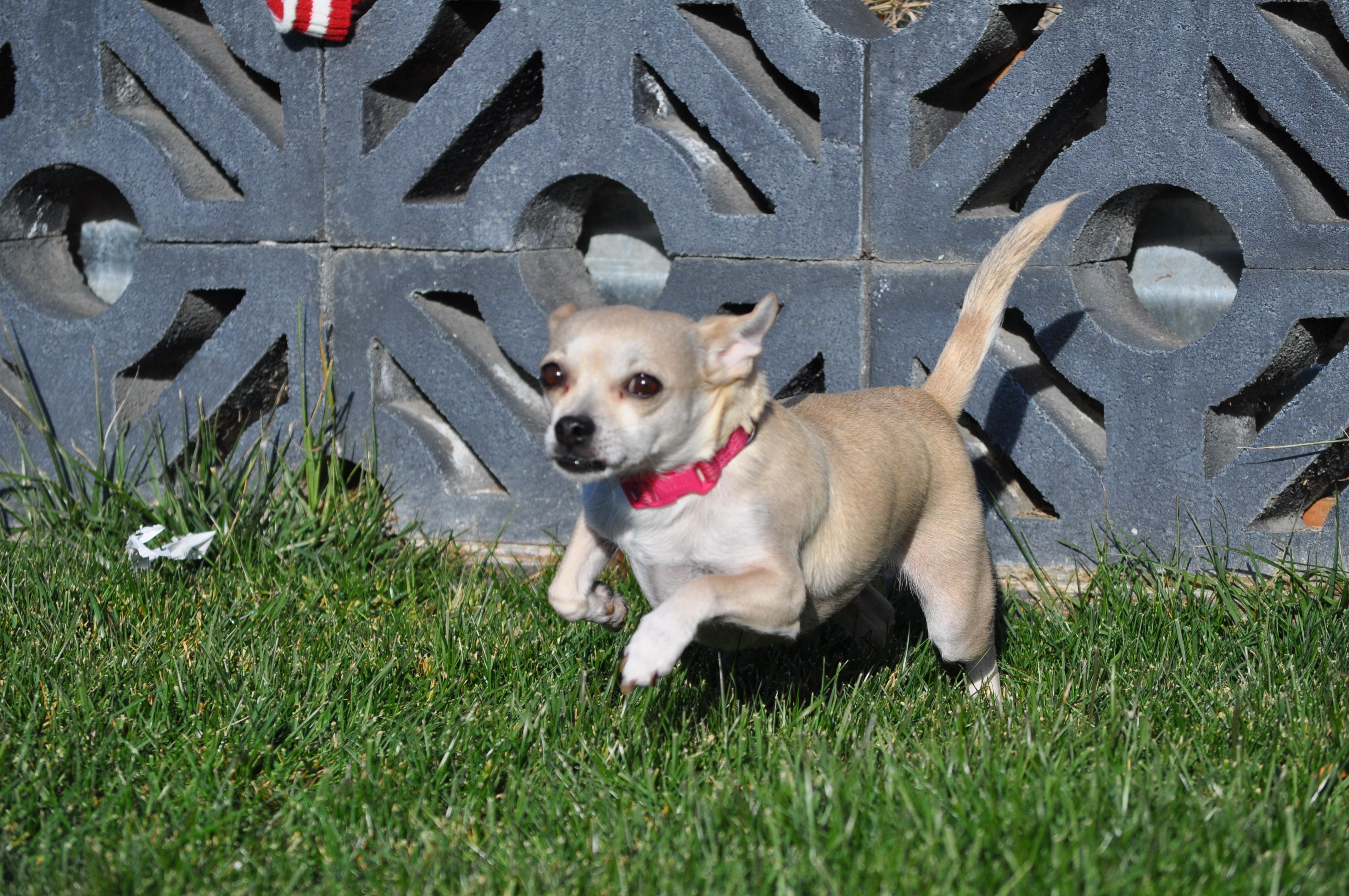 Enlarge Maria, a ADOPTABLE mixed breed in Union Gap, WA image 5/6