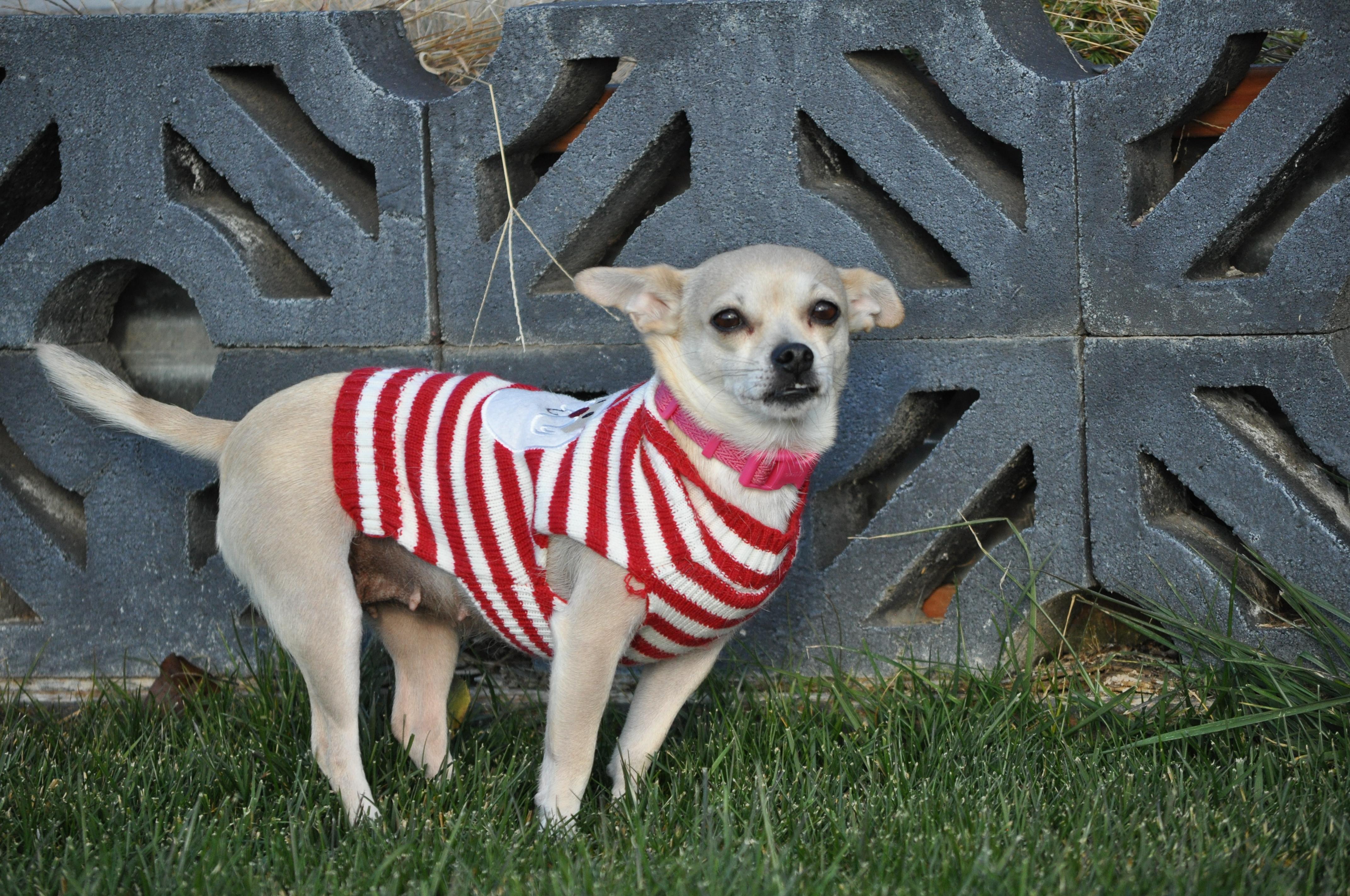 Enlarge Maria, a ADOPTABLE mixed breed in Union Gap, WA image 2/6