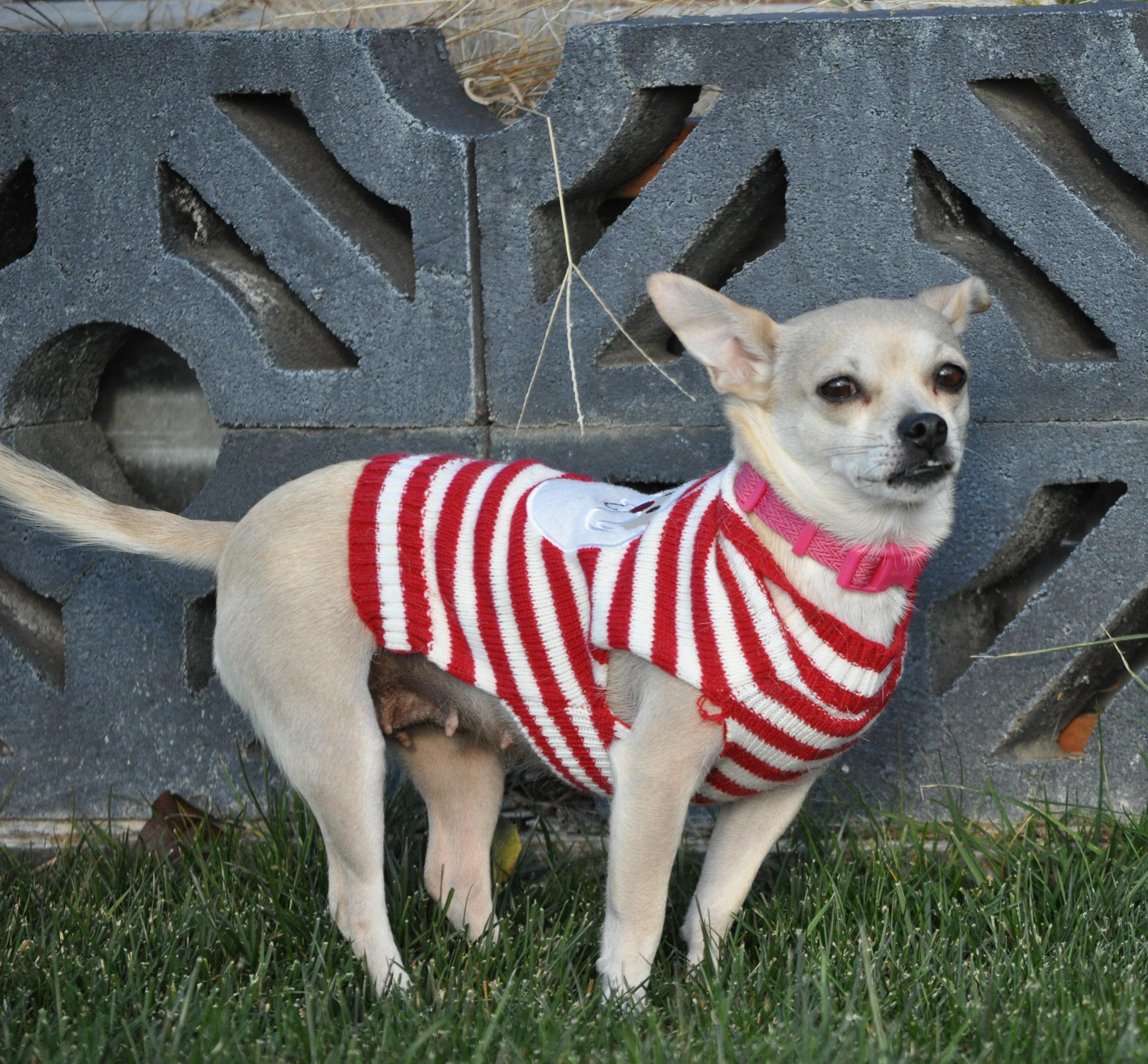 Maria, ADOPTABLE, Adult Female Chihuahua.