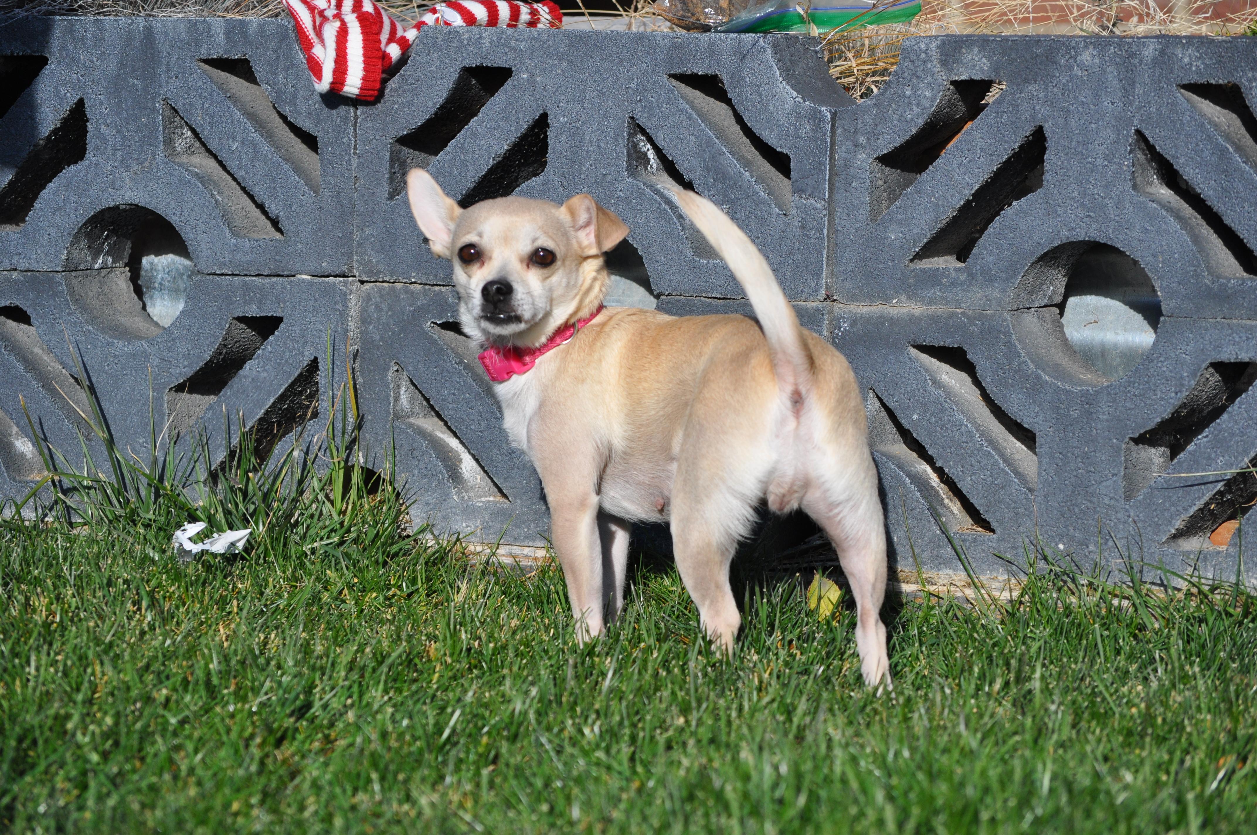 Enlarge Maria, a ADOPTABLE mixed breed in Union Gap, WA image 3/6