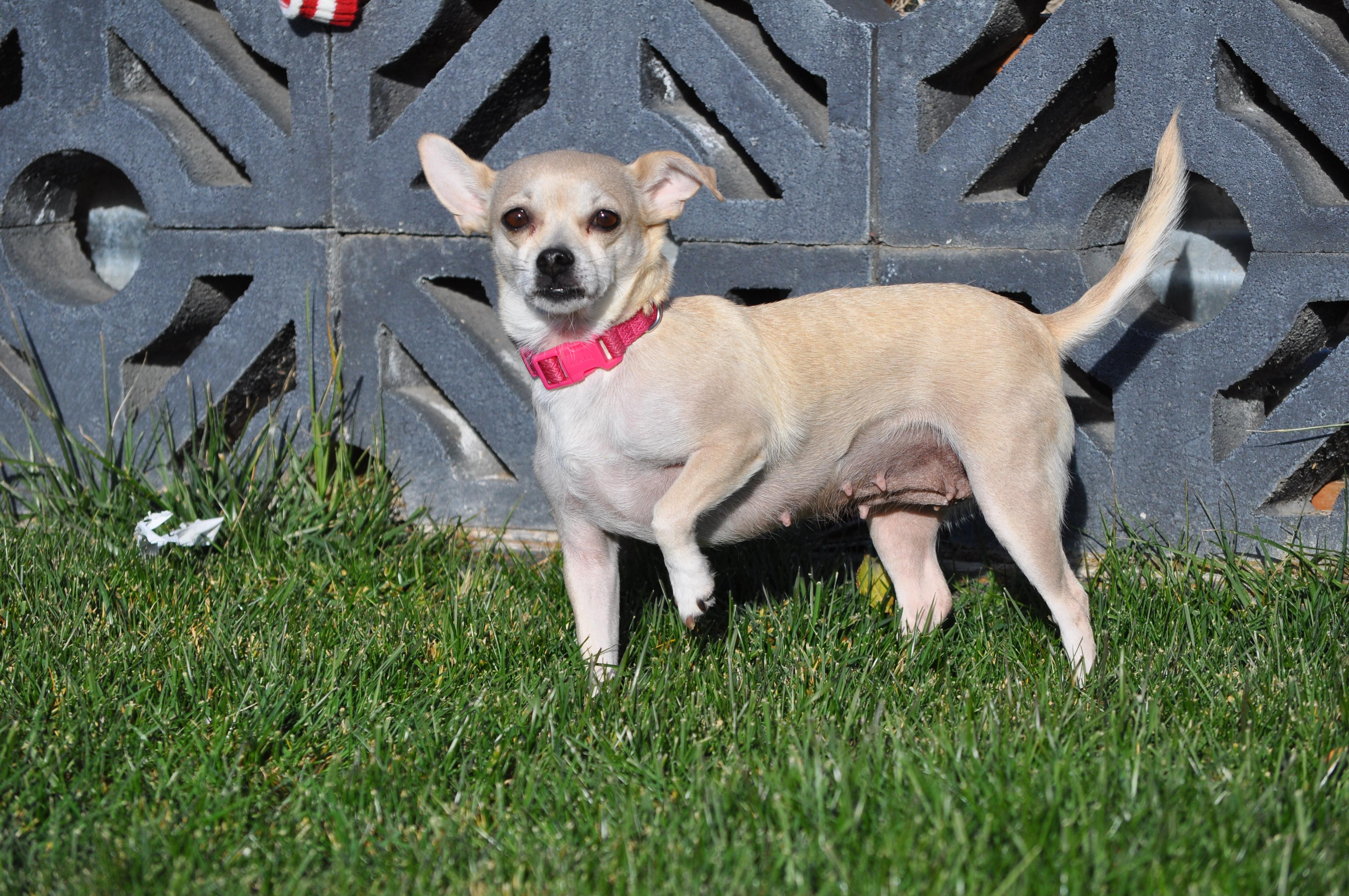Enlarge Maria, a ADOPTABLE mixed breed in Union Gap, WA image 4/6