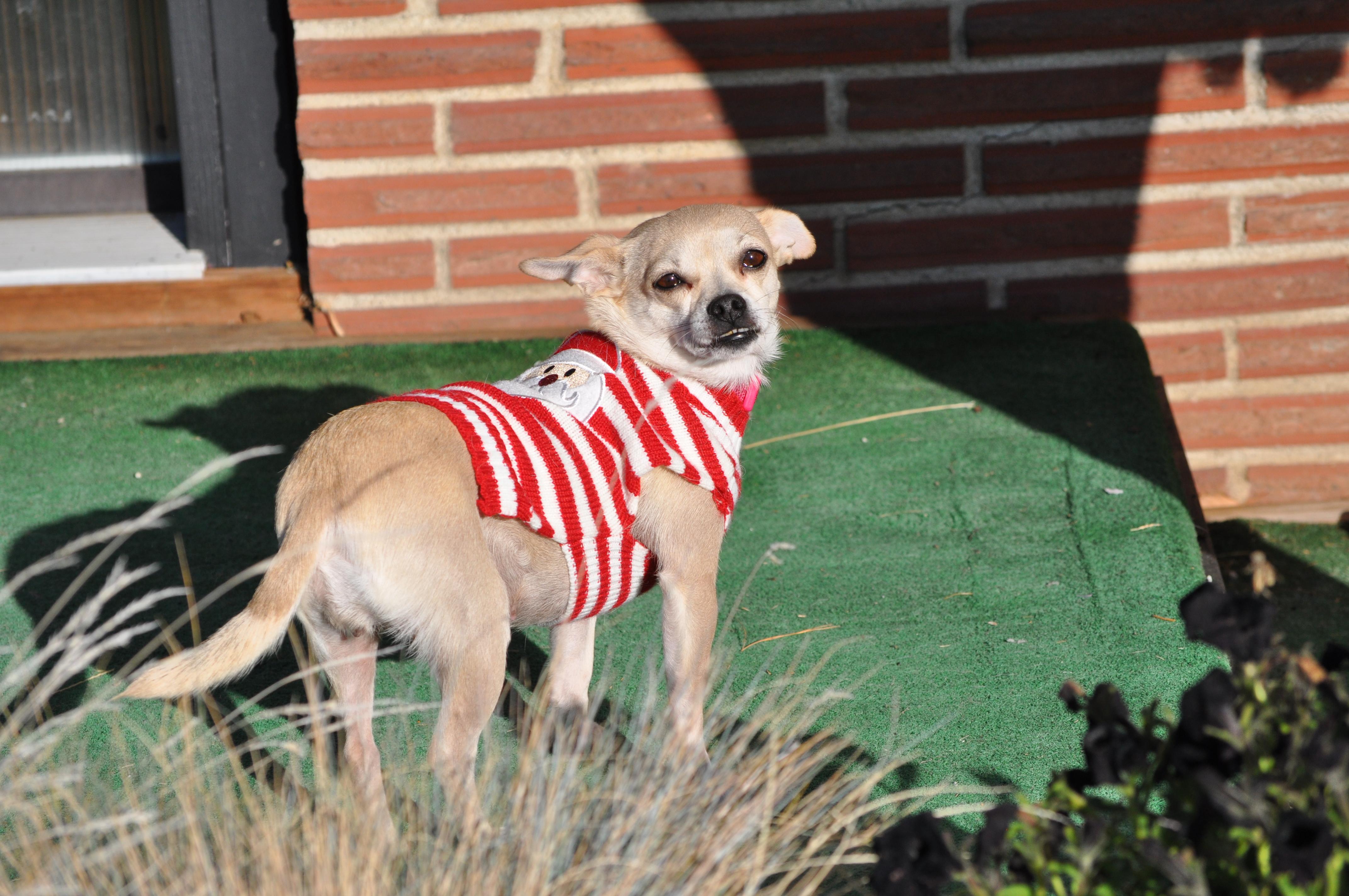 Enlarge Maria, a ADOPTABLE mixed breed in Union Gap, WA image 6/6