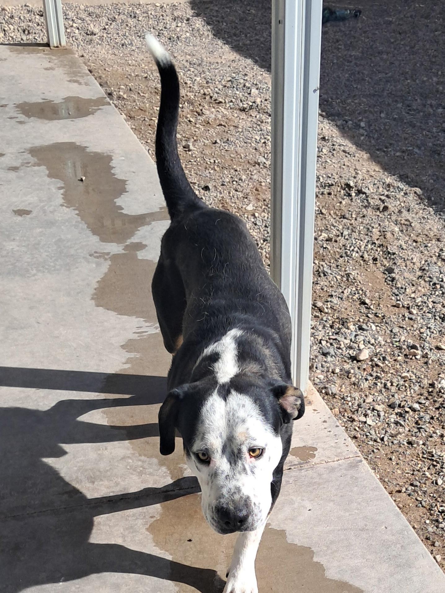 Oscar, an adoptable Pit Bull Terrier, Australian Cattle Dog / Blue Heeler in Parker, AZ, 85344 | Photo Image 1