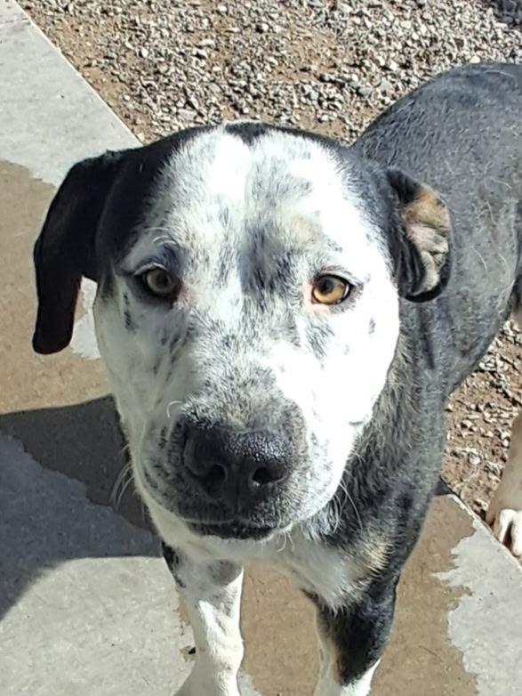 Oscar, an adoptable Pit Bull Terrier, Australian Cattle Dog / Blue Heeler in Parker, AZ, 85344 | Photo Image 2