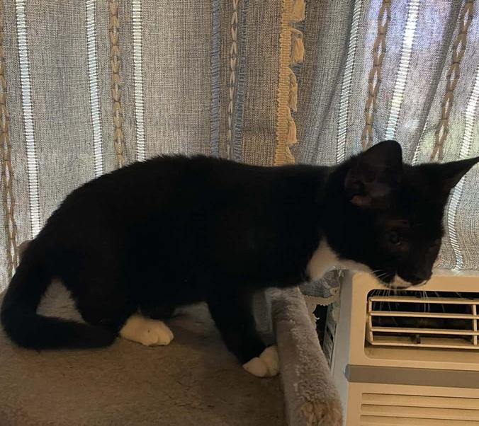 Enlarge Dandy, a ADOPTABLE Tuxedo in Waxahachie, TX image 4/4