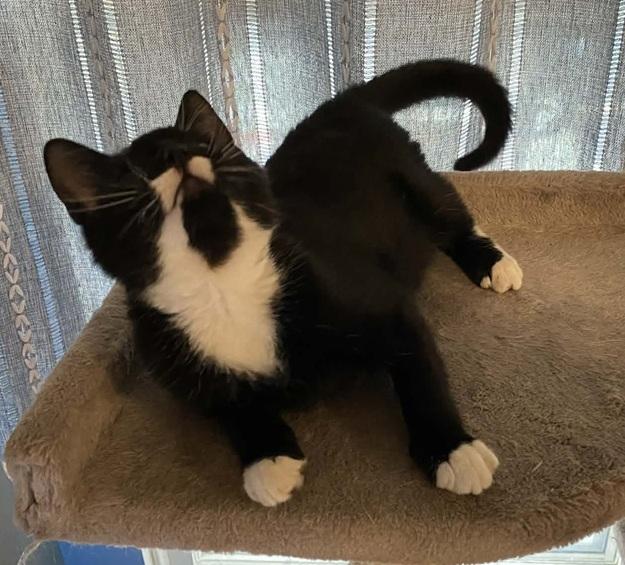 Enlarge Dandy, a ADOPTABLE Tuxedo in Waxahachie, TX image 3/4