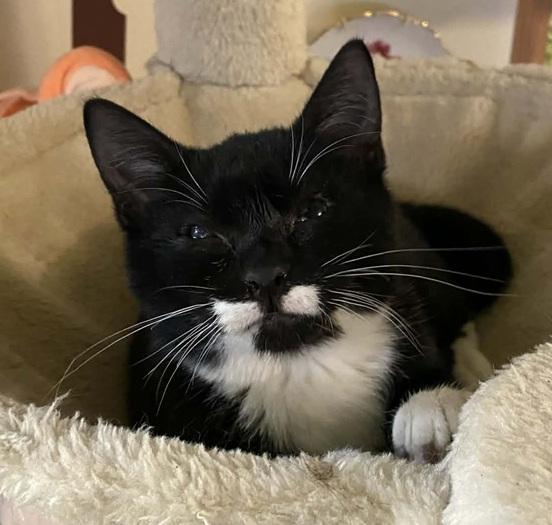 Enlarge Dandy, a ADOPTABLE Tuxedo in Waxahachie, TX image 2/4