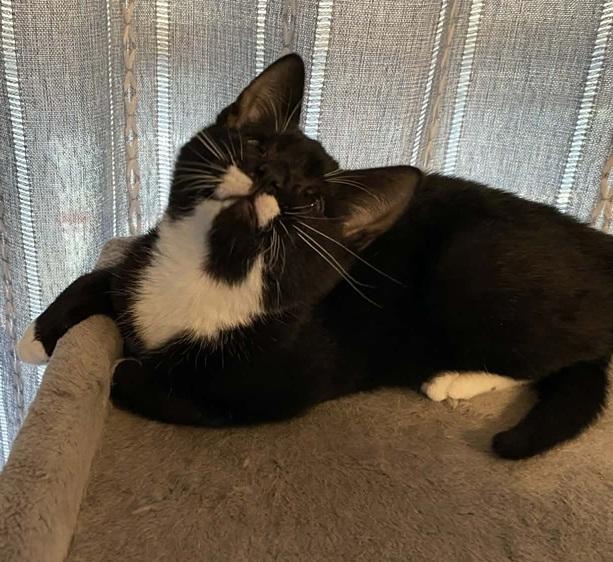 Dandy, ADOPTABLE, Kitten Male Tuxedo.