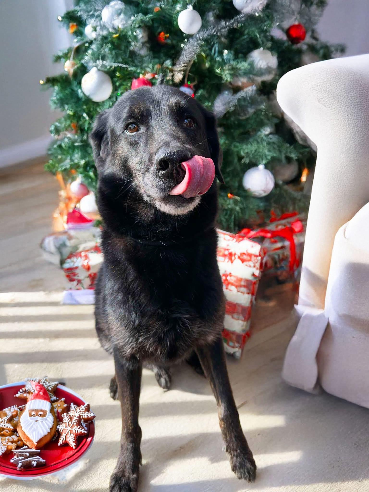 Thor, Adoptable, Adult Male Husky & Mountain Cur.