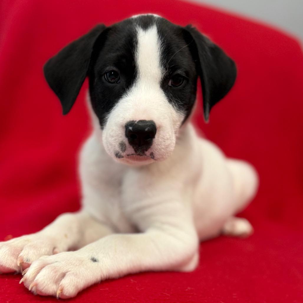 Dawson, Adoptable, Puppy Male Cattle Dog & Mixed Breed.