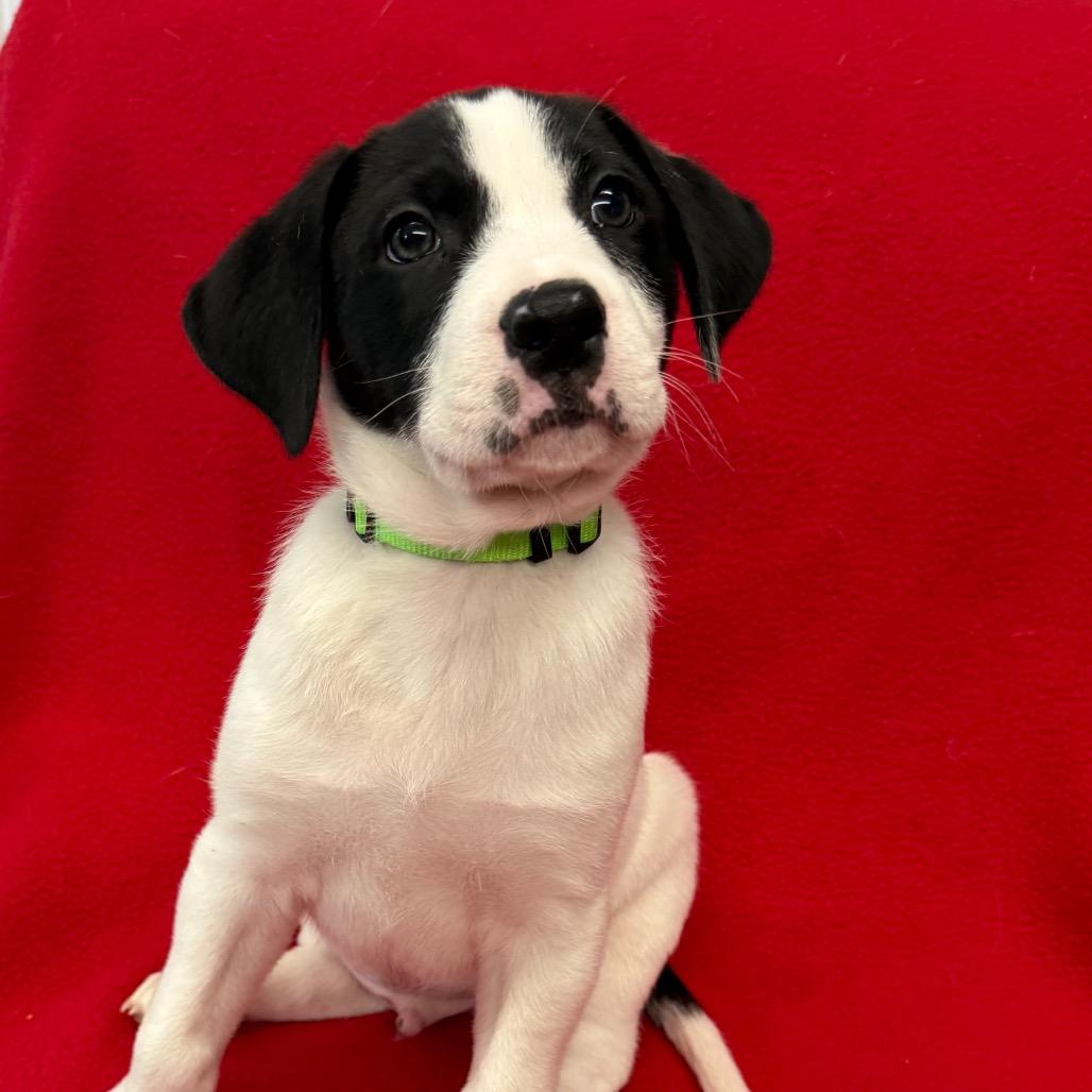 Enlarge Dawson, a Adoptable mixed breed in St. Peters, MO image 2/6
