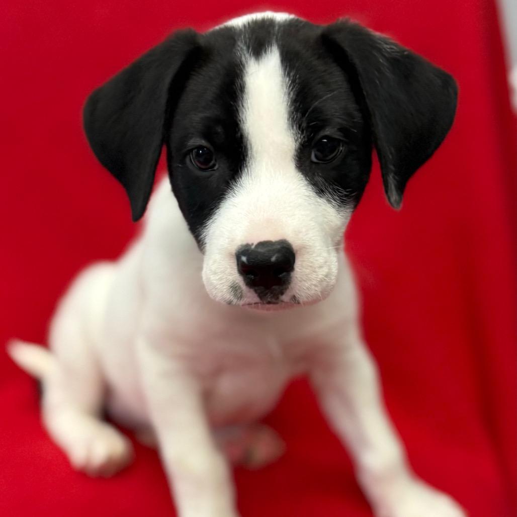 Enlarge Dawson, a Adoptable mixed breed in St. Peters, MO image 3/6