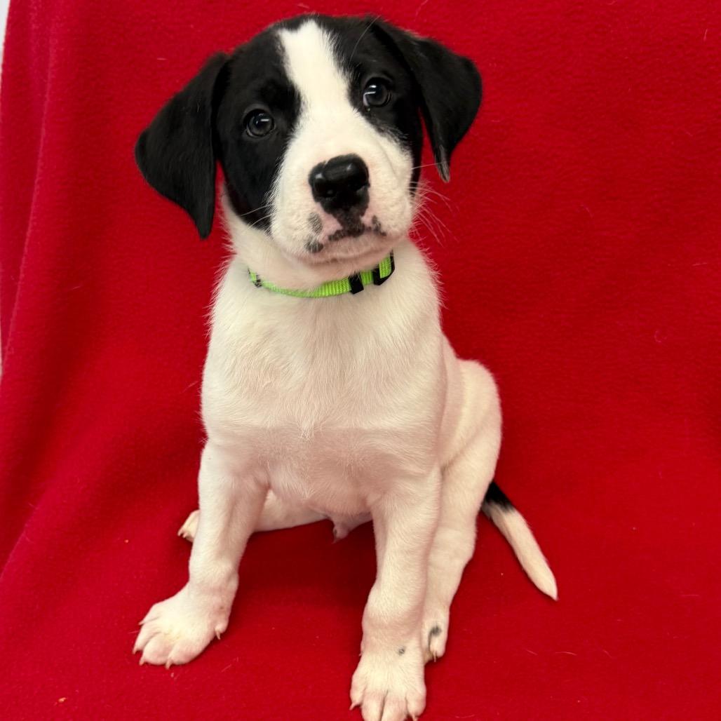 Enlarge Dawson, a Adoptable mixed breed in St. Peters, MO image 4/6