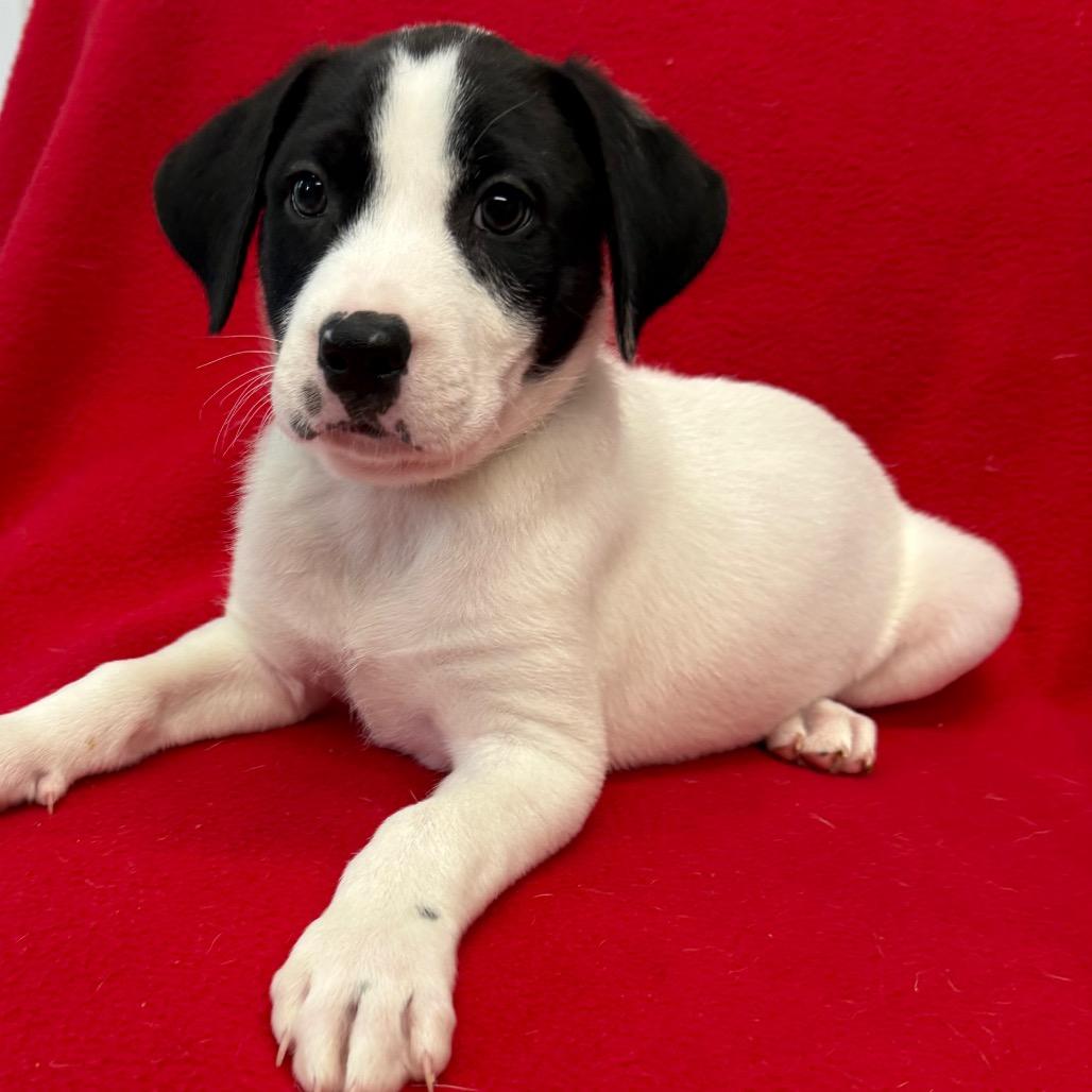 Enlarge Dawson, a Adoptable mixed breed in St. Peters, MO image 5/6