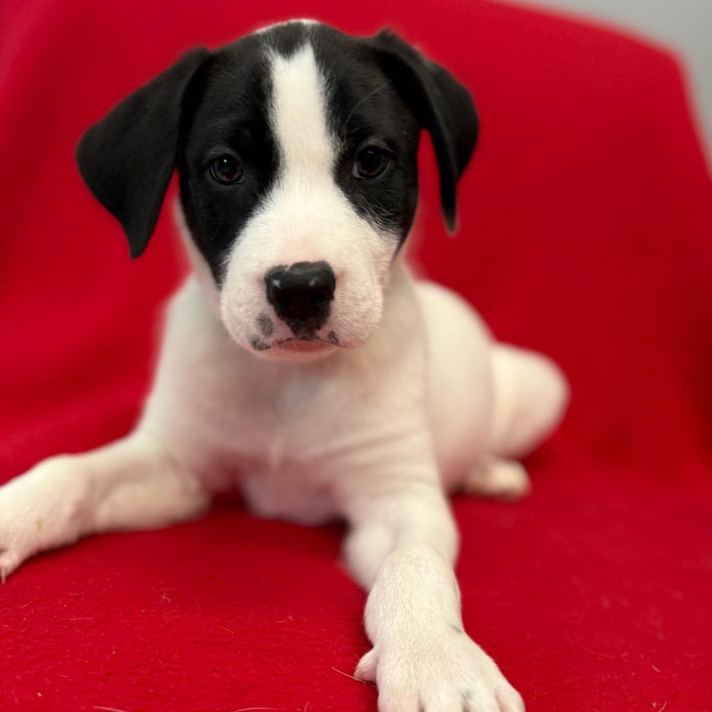 Enlarge Dawson, a Adoptable mixed breed in St. Peters, MO image 6/6