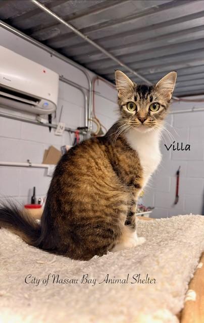F16-26 Villa, a ADOPTABLE Domestic Medium Hair in Nassau Bay, TX image 2/3