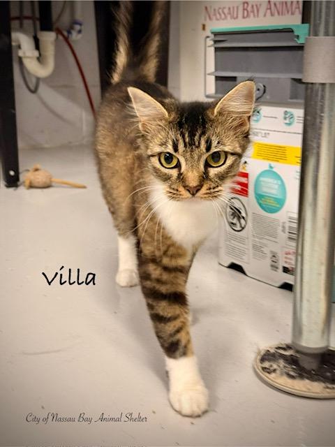 F16-26 Villa, a ADOPTABLE Domestic Medium Hair in Nassau Bay, TX image 1/3