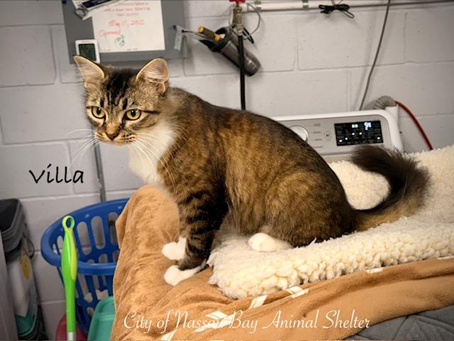 F16-26 Villa, a ADOPTABLE Domestic Medium Hair in Nassau Bay, TX image 3/3
