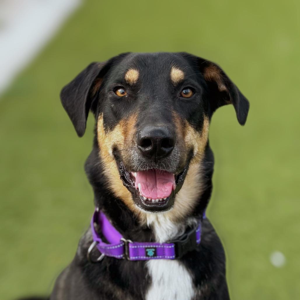 Birdy, Adoptable, Adult Female Australian Shepherd & Great Dane.
