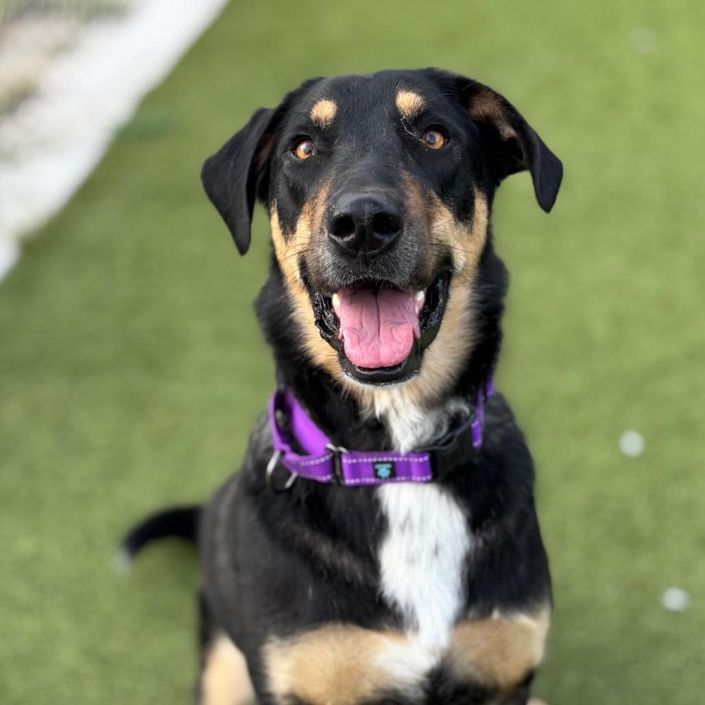 Birdy, a Adoptable mixed breed in Nashville, IN image 2/6