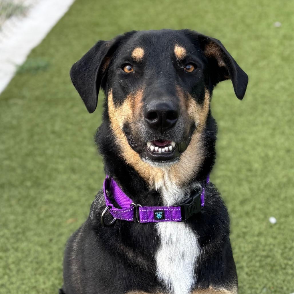 Birdy, a Adoptable mixed breed in Nashville, IN image 3/6