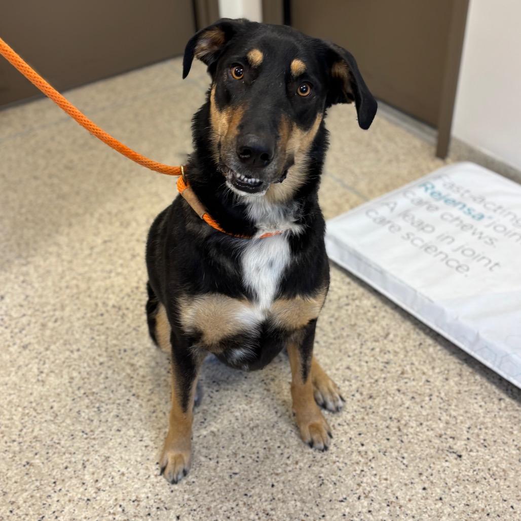 Birdy, a Adoptable mixed breed in Nashville, IN image 4/6