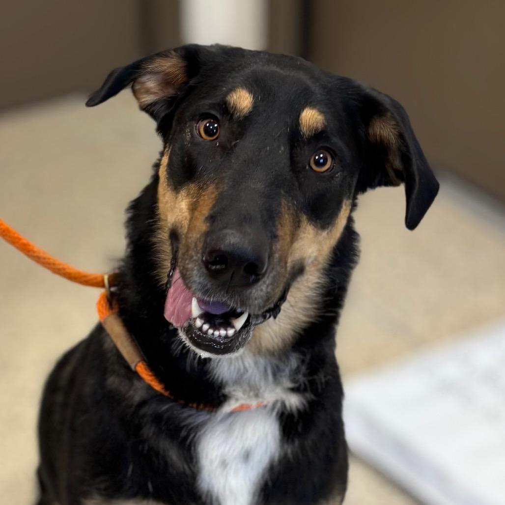 Birdy, a Adoptable mixed breed in Nashville, IN image 5/6
