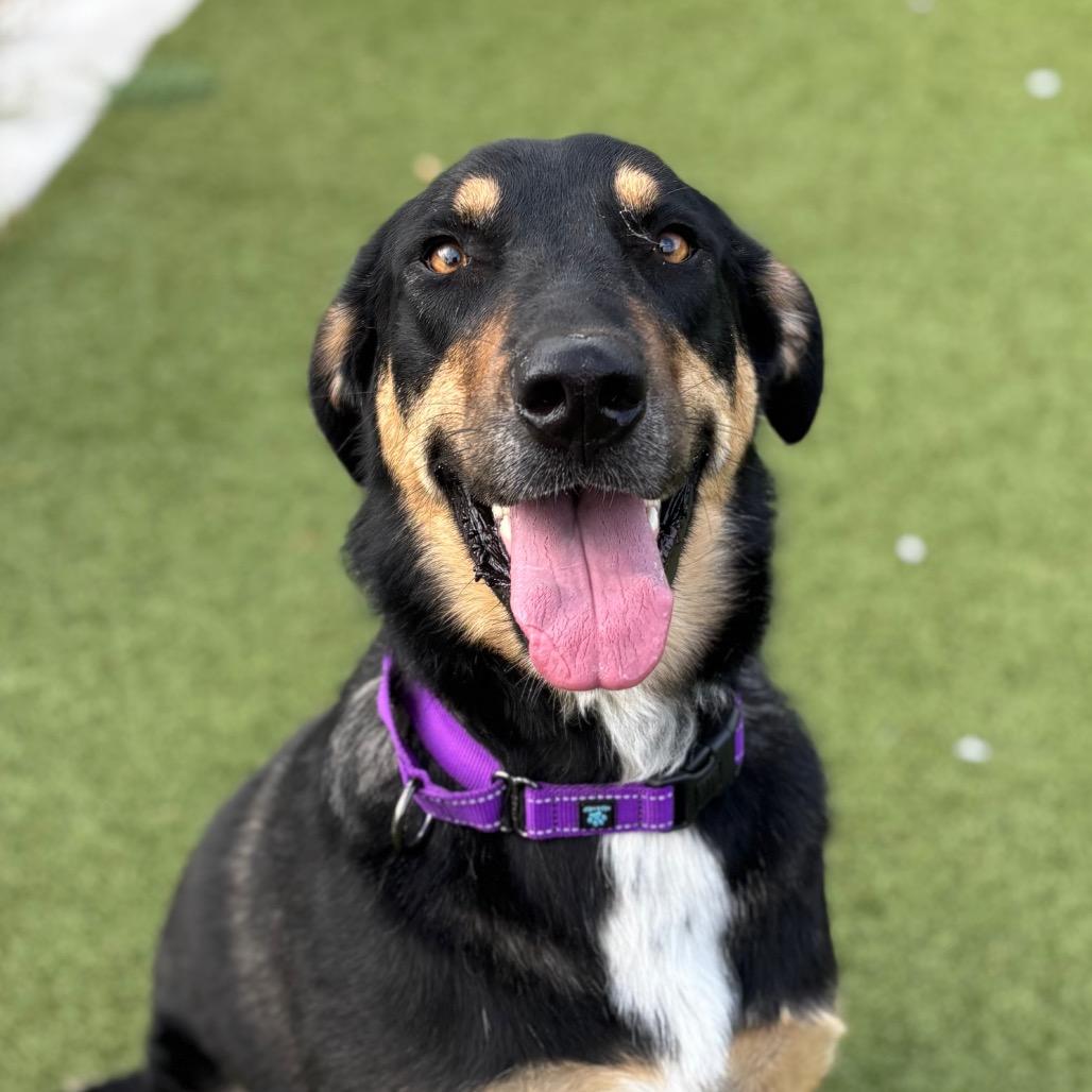 Birdy, a Adoptable mixed breed in Nashville, IN image 6/6