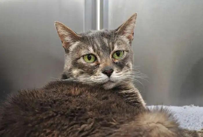 Milly (Millicent), Adoptable, Senior Female Domestic Short Hair.