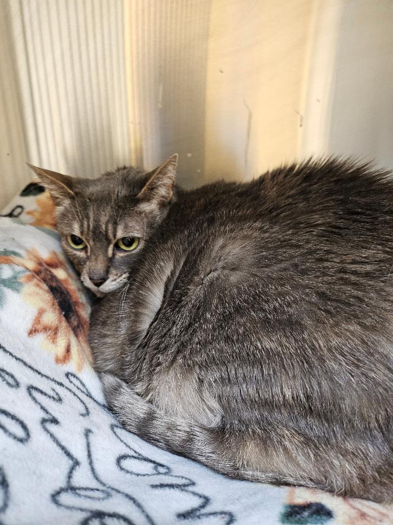 Enlarge Milly (Millicent), a Adoptable mixed breed in Coupeville, WA image 2/2