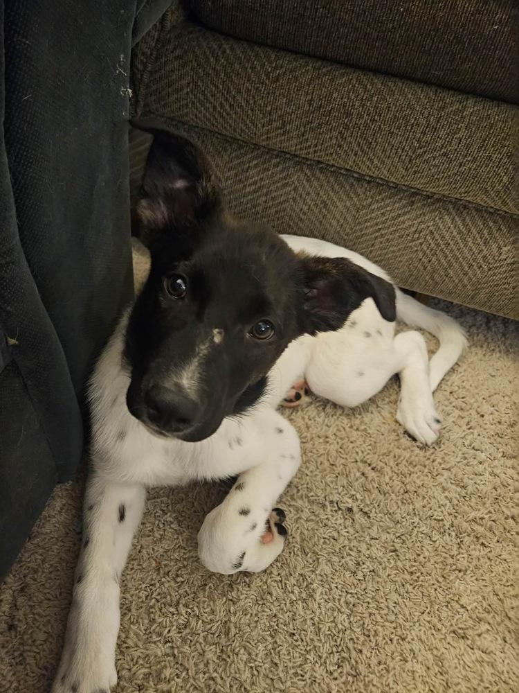 Enlarge Moose, a Adoptable mixed breed in Rockland, WI image 1/5
