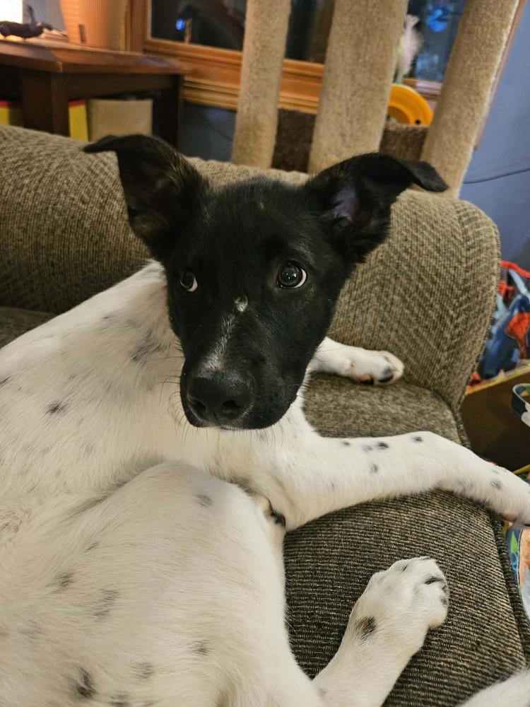 Enlarge Moose, a Adoptable mixed breed in Rockland, WI image 3/5