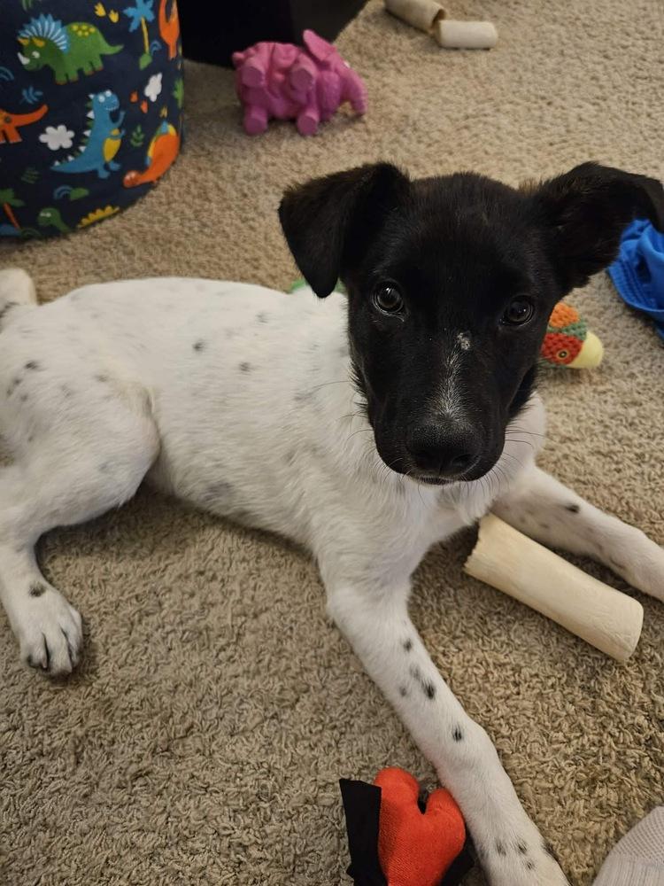 Enlarge Moose, a Adoptable mixed breed in Rockland, WI image 4/5
