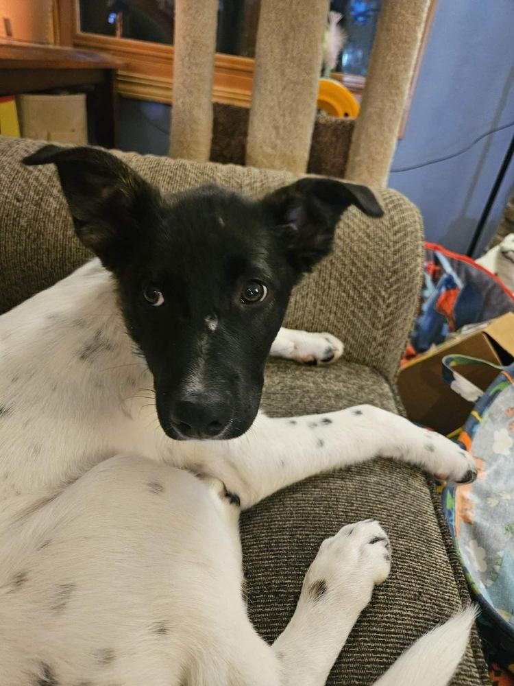 Enlarge Moose, a Adoptable mixed breed in Rockland, WI image 5/5