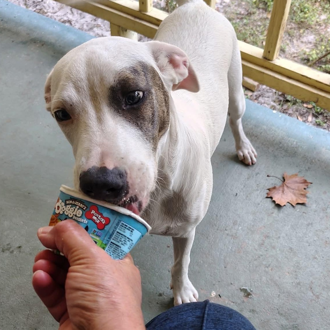 Enlarge Ivorie, a Adoptable mixed breed in Lakeland, FL image 6/6