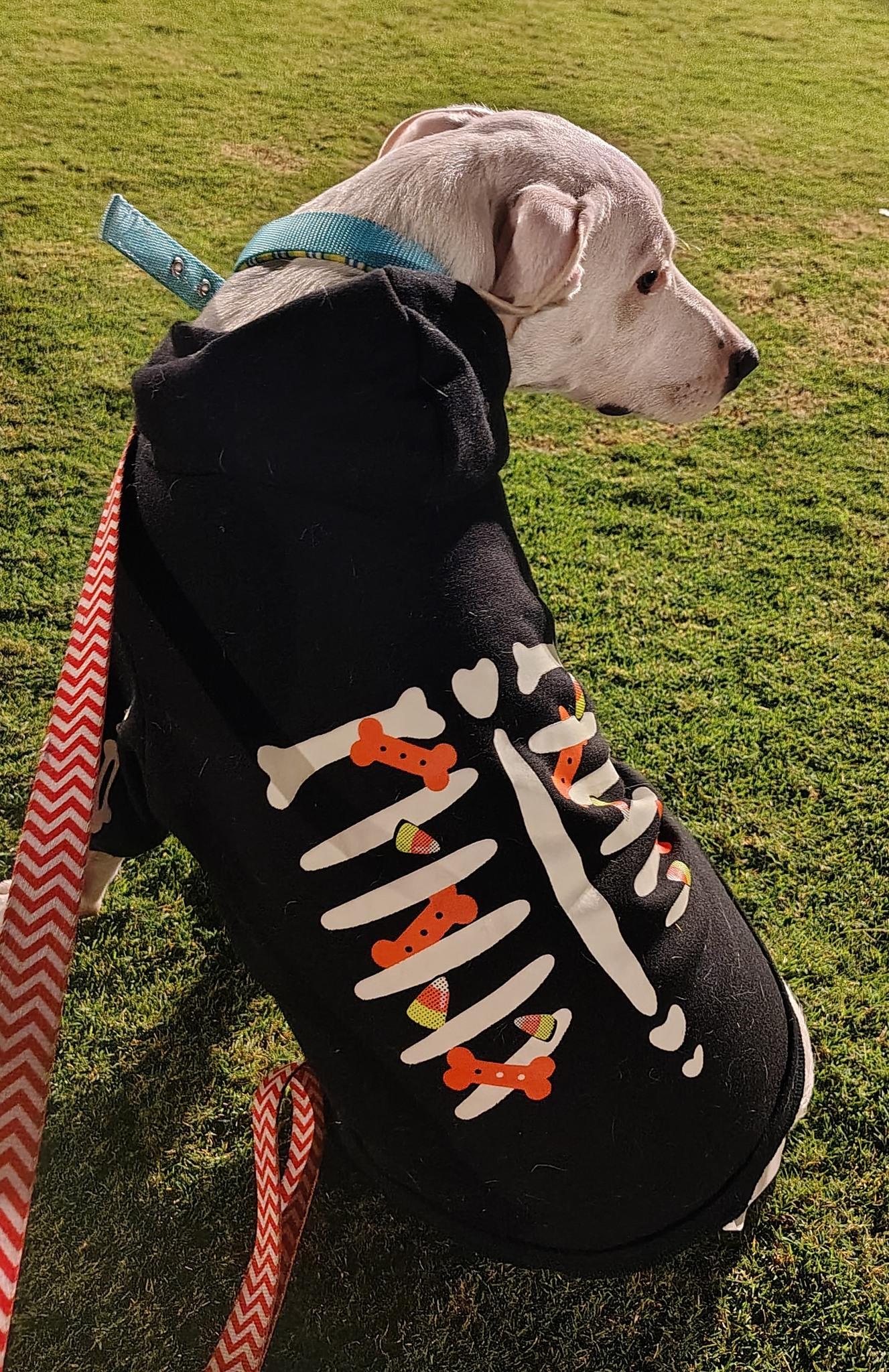 Enlarge Ivorie, a Adoptable mixed breed in Lakeland, FL image 5/6