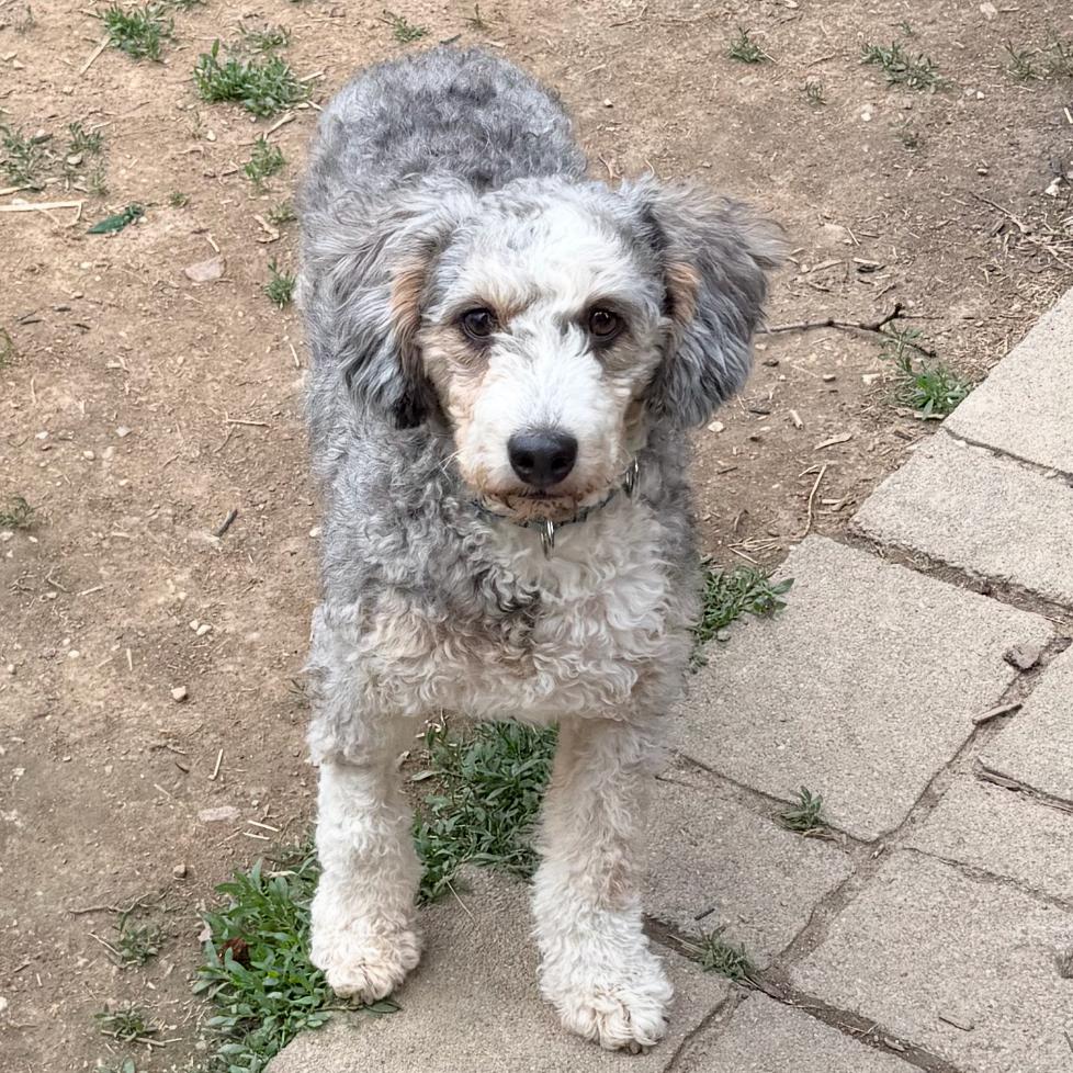Enlarge Bluebell, a Adoptable mixed breed in Sinking Spring, PA image 2/4