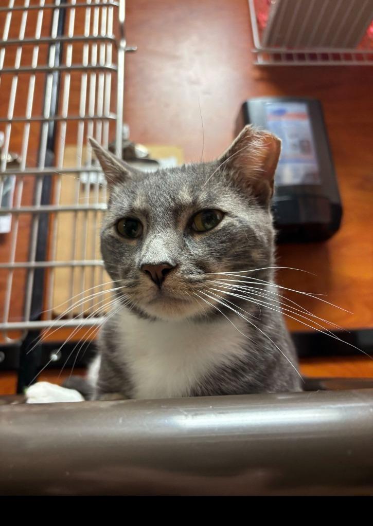 Pietros, Adoptable, Young Male Domestic Short Hair.