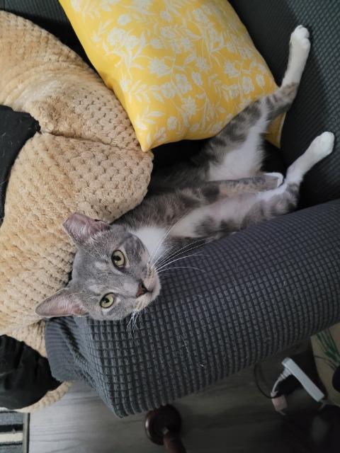 Pietros, Adoptable, Young Male Domestic Short Hair.
