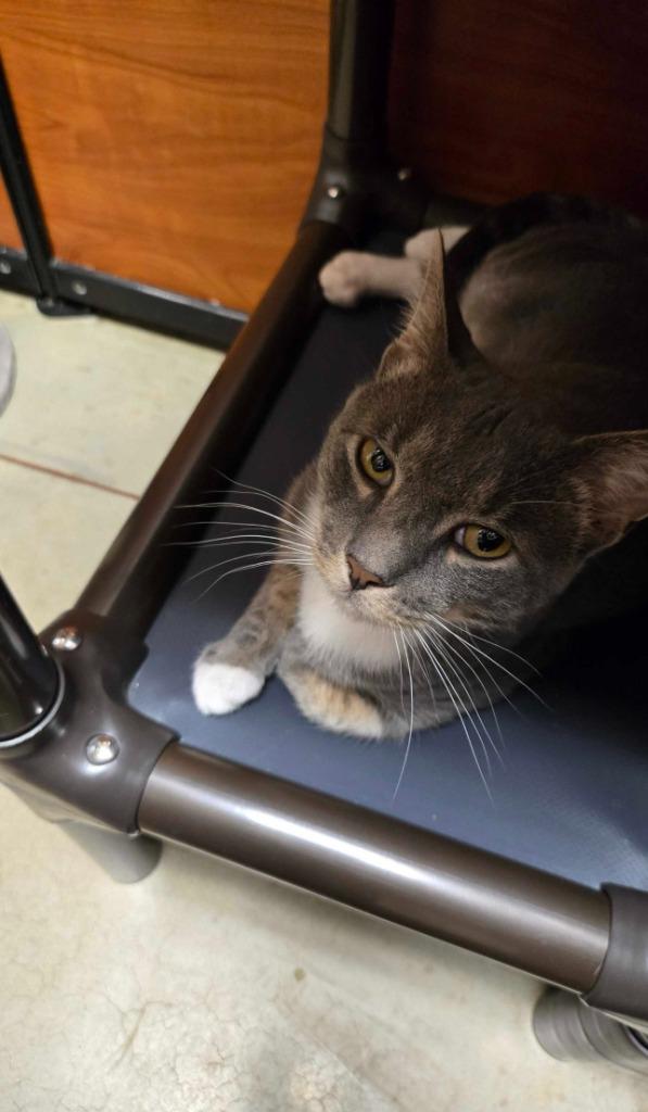 Enlarge Pietros, a Adoptable mixed breed in Pawtucket, RI image 4/6