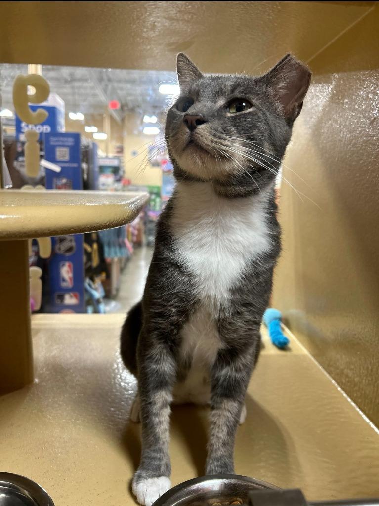 Enlarge Pietros, a Adoptable mixed breed in Pawtucket, RI image 5/6