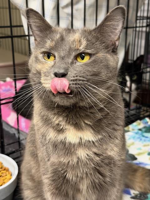 Enlarge Sadie Mom, a ADOPTABLE Dilute Tortoiseshell in Plainville, MA image 2/2