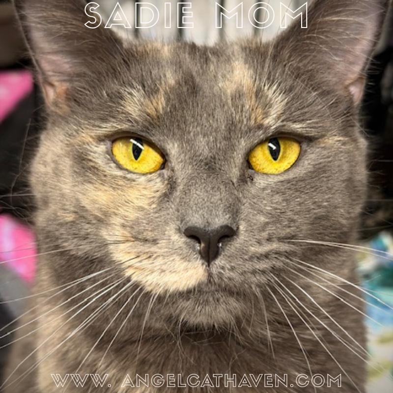 Sadie Mom, ADOPTABLE, Adult Female Dilute Tortoiseshell.