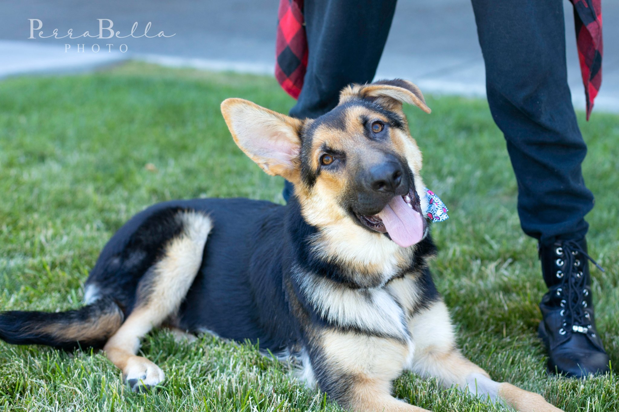 Bunker, Adult Male German Shepherd Dog