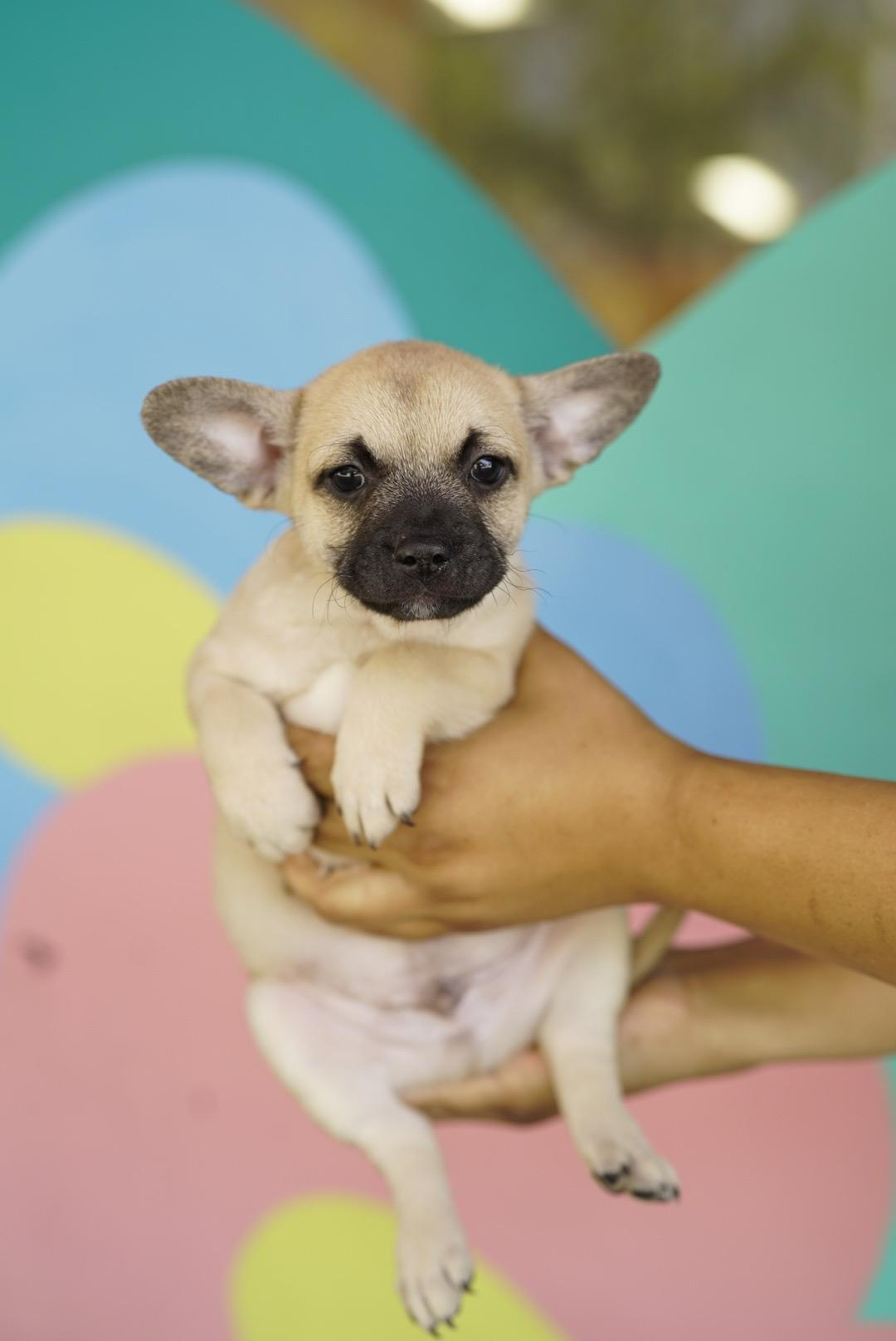 Winger, adopted, Puppy Male French Bulldog & Terrier.