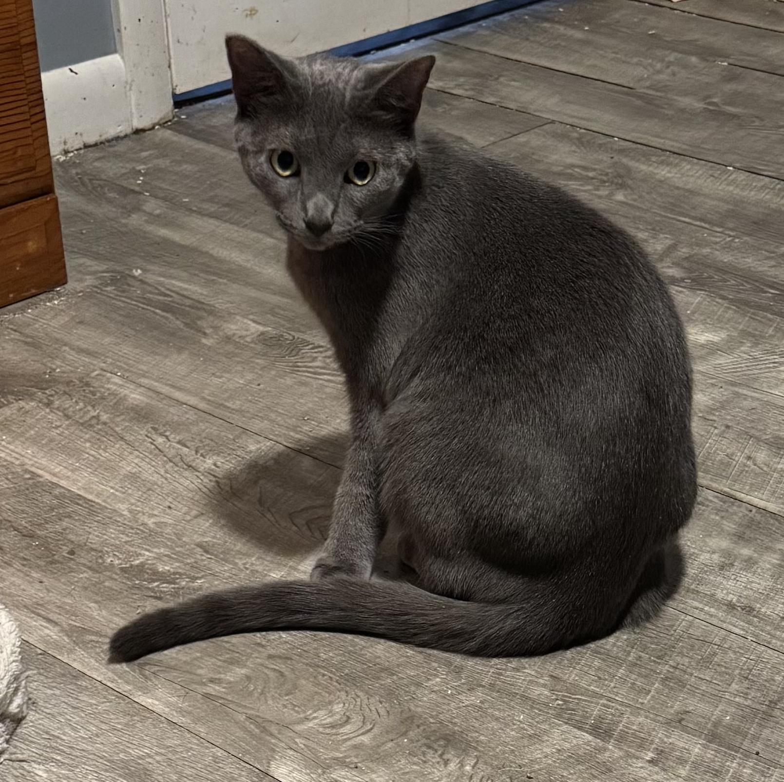 Anastasia, Young Female Russian Blue